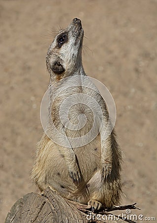 A sitting meerkat looks upwards Stock Photo